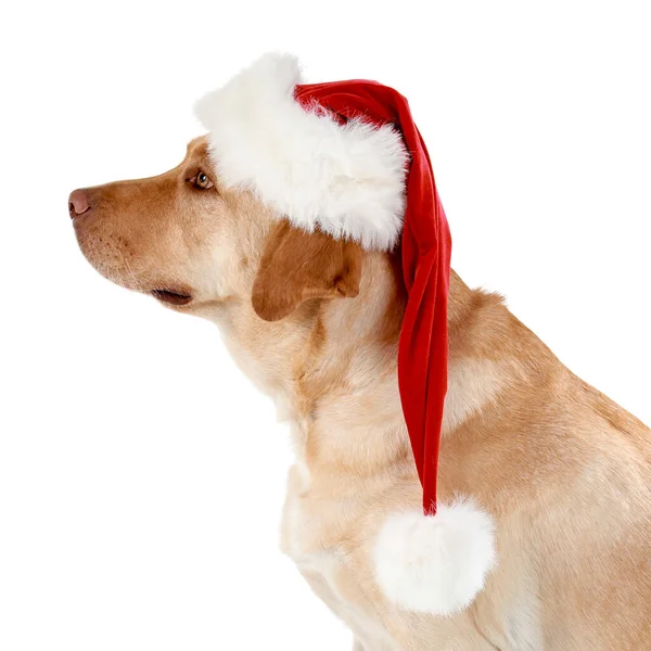 Cão adorável vestindo chapéu de Papai Noel no fundo branco — Fotografia de Stock
