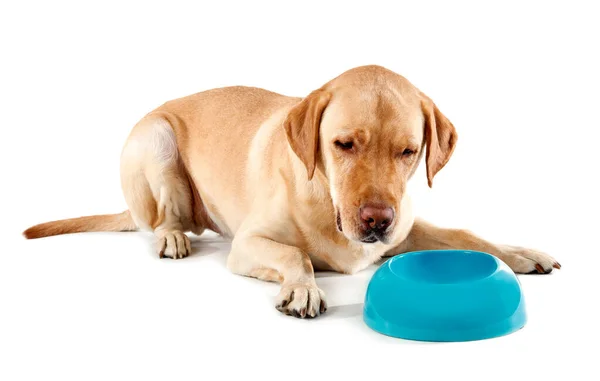 Adorable dog with bowl for food on white background — Stock Photo, Image