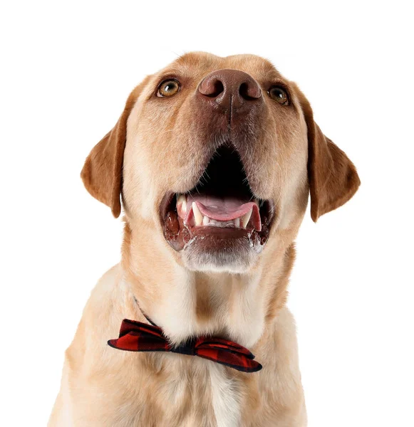 하얀 배경에 있는 귀엽고 귀여운 개 — 스톡 사진