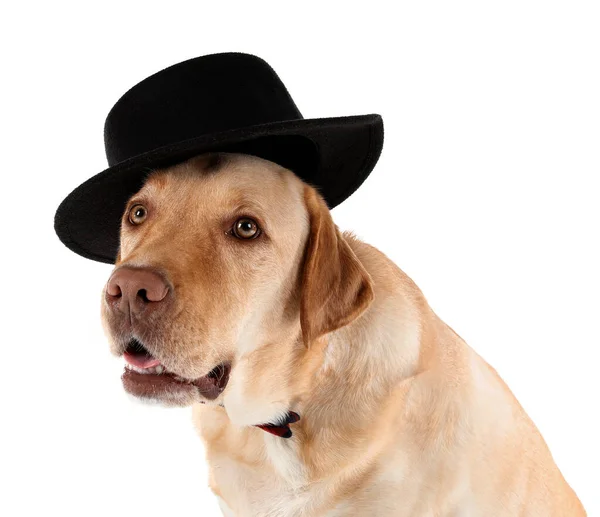 Stylový rozkošný pes na bílém pozadí — Stock fotografie