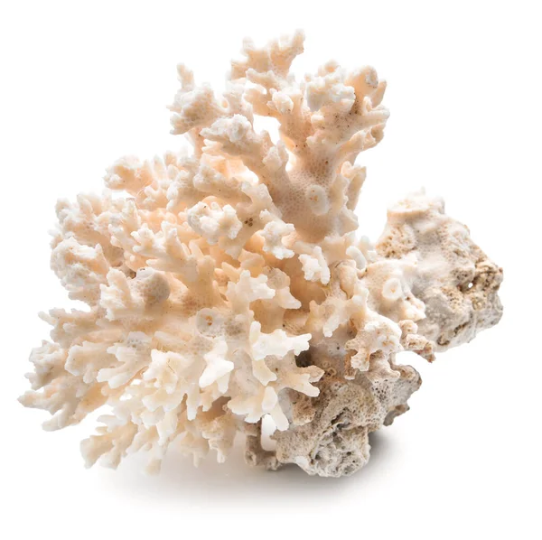 Beautiful sea coral on white background — Stock Photo, Image