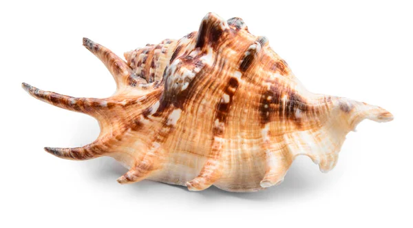 Bela concha do mar no fundo branco — Fotografia de Stock
