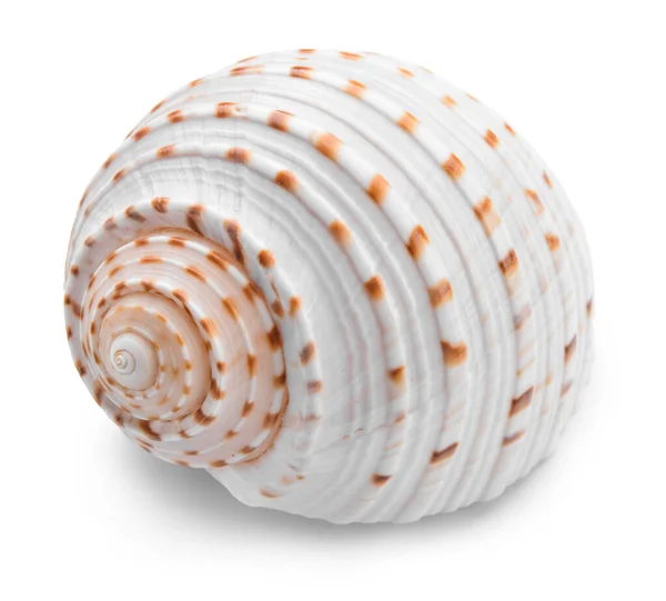 Beautiful sea shell on white background — Stock Photo, Image