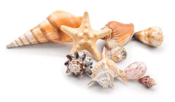 Nádherné mořské mušle na bílém pozadí — Stock fotografie