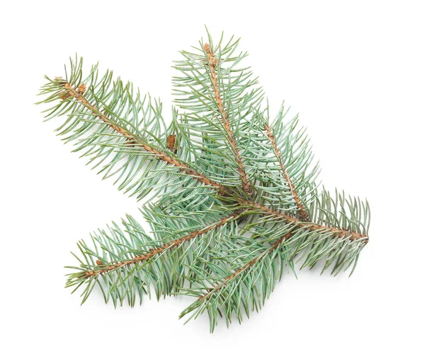 Beautiful fir tree branch on white background — Stock Photo, Image