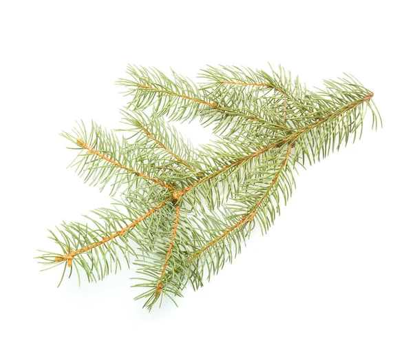 Beautiful fir tree branch on white background — Stock Photo, Image