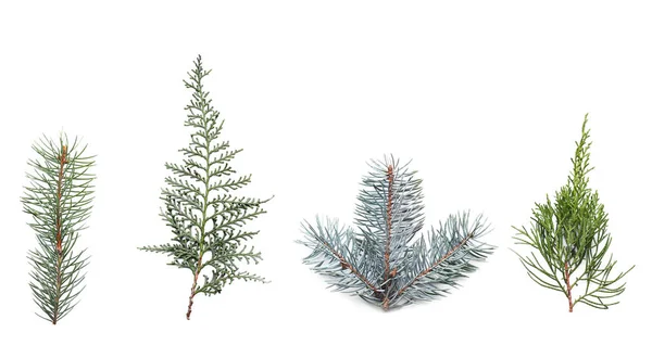 Different coniferous tree branches on white background — Stock Photo, Image