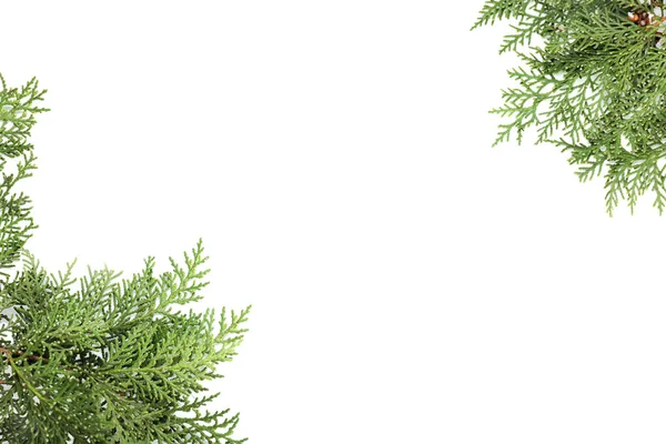 Beyaz arkaplanda güzel kozalaklı ağaç dalları — Stok fotoğraf