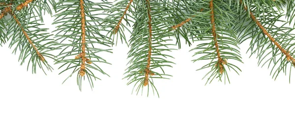 Beautiful fir tree branches on white background — Stock Photo, Image