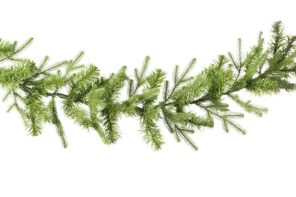 Beautiful fir branch on white background — Stock Photo, Image