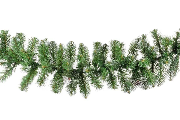 Beautiful fir branch on white background — Stock Photo, Image