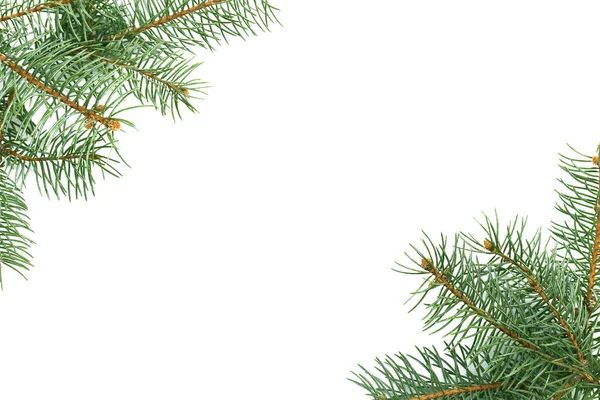 Beautiful fir tree branches on white background Royalty Free Stock Images