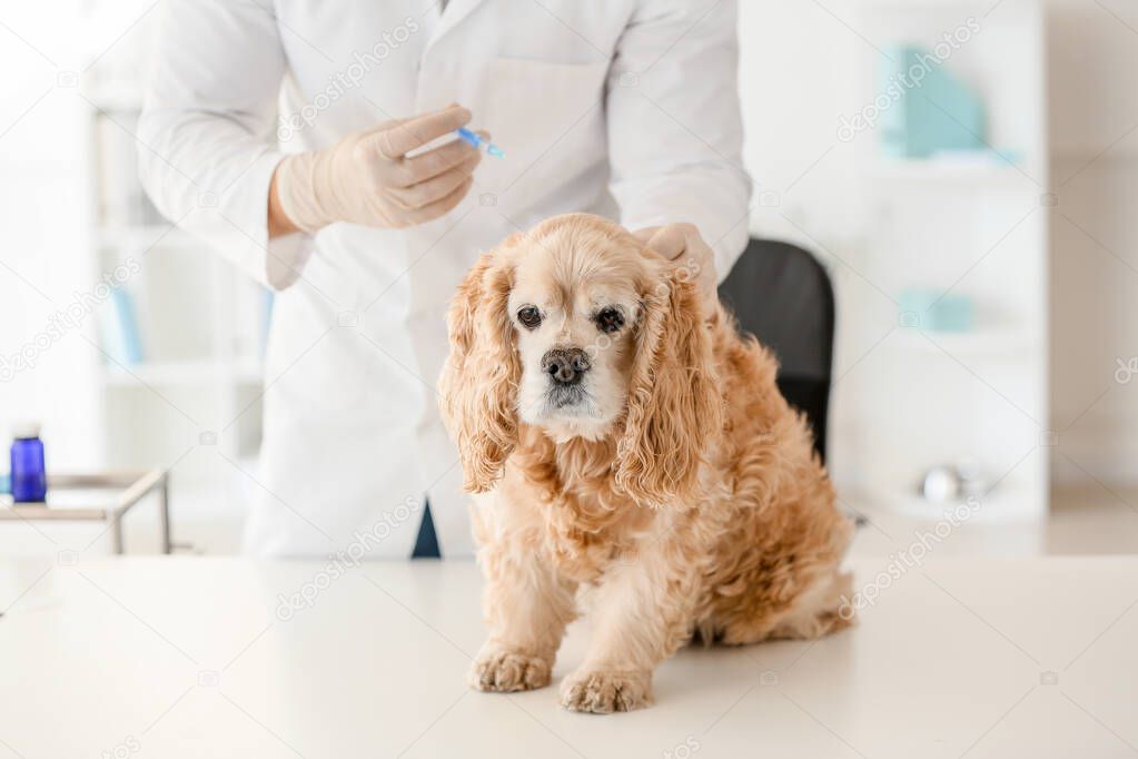 Veterinarian vaccinating cute dog in clinic