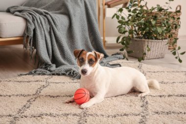 Sevimli Jack Russell Terrier topu evde yerde yatıyor.
