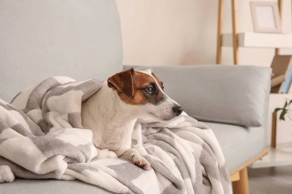 Cute Cute Jack Russell Terrier lying on sofa at home — Stock Photo, Image