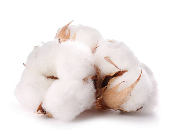 Хлопок цветы на белом фоне