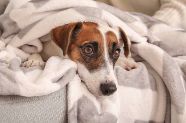 Şirin Jack Russell Terrier evdeki kanepede yatıyor.