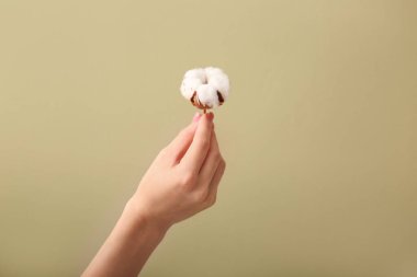 Renkli arka planda güzel pamuk çiçekli kadın eli