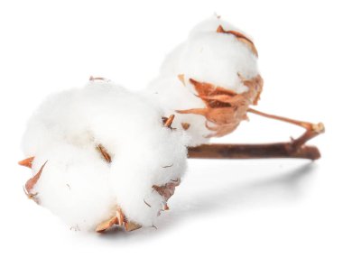 Beyaz arkaplanda güzel pamuk çiçekleri
