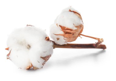 Beyaz arkaplanda güzel pamuk çiçekleri