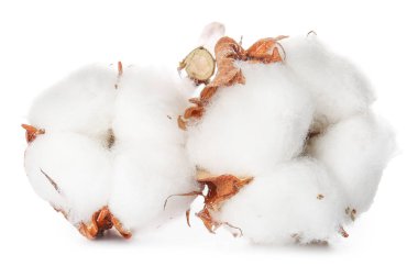 Beyaz arkaplanda güzel pamuk çiçekleri