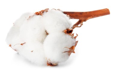 Beyaz arka planda güzel pamuk çiçeği