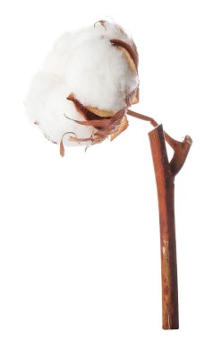 Beyaz arka planda güzel pamuk çiçeği