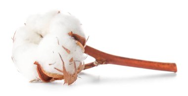 Beyaz arka planda güzel pamuk çiçeği