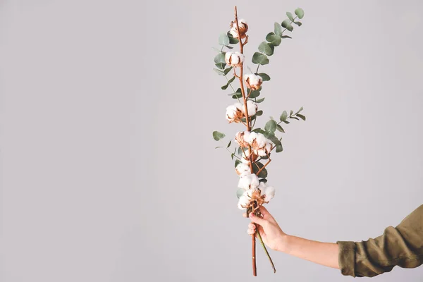 Female hand with beautiful cotton flowers and eucalyptus on grey background — Stock Photo, Image