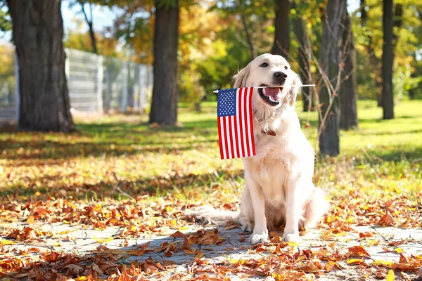 Cute dog with national flag of USA in park. Memorial Day celebration — Stock Photo, Image