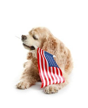 Beyaz arka planda Usa bayrağı olan şirin cocker spaniel köpek. Anma Günü kutlaması