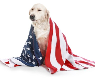 Beyaz arka planda Usa bayrağı olan sevimli golden retriever köpeği. Anma Günü kutlaması