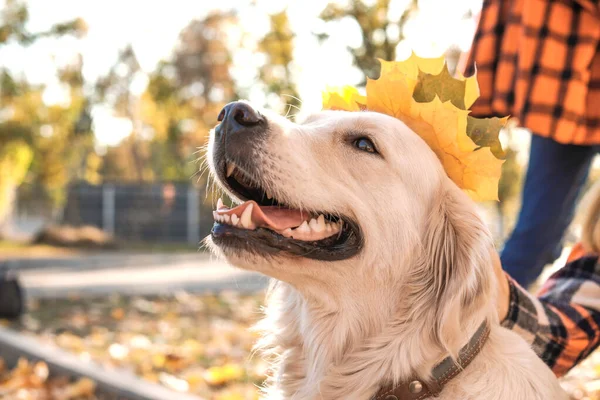 秋天公园里可爱的猎犬 — 图库照片