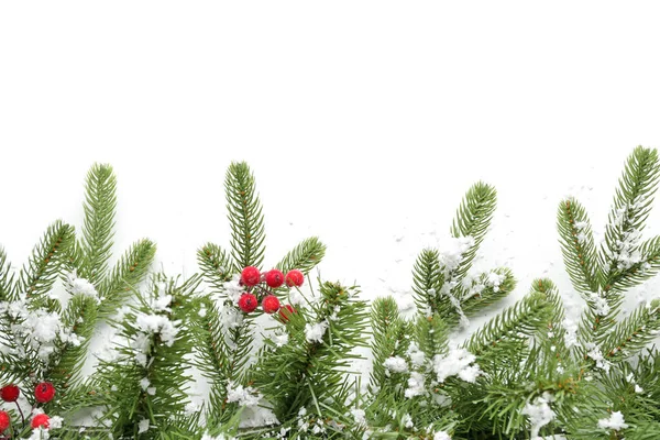 Belos galhos de árvore de Natal com neve e bagas no fundo branco — Fotografia de Stock