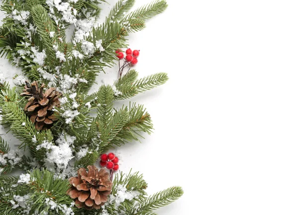 Beautiful Christmas tree branches with snow, cones berries on white background — Stock Photo, Image