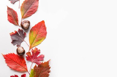 Beyaz arka planda güzel sonbahar yaprakları ve kestaneler
