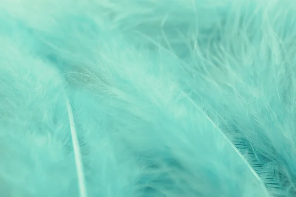 Текстура пушистых бирюзовых перьев, крупный план — стоковое фото