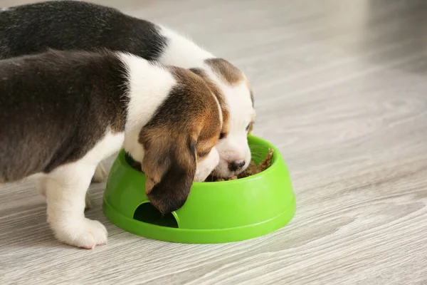 Cute beagle puppies eating food from bowl at home