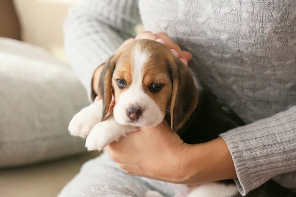 所有者かわいいですbeagle子犬とともに自宅 — ストック写真