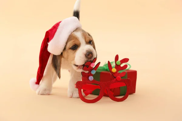 Cute beagle puppy with Christmas decor and gift on color background — Stock Photo, Image