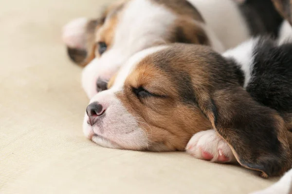 Chiots beagle mignons dormant à la maison — Photo