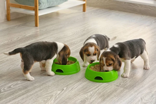 Carino beagle cuccioli mangiare cibo da ciotole a casa — Foto Stock