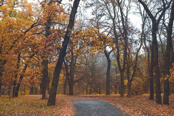 View of beautiful autumn park — Stock Photo, Image