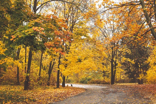 View of beautiful autumn park — Stock Photo, Image
