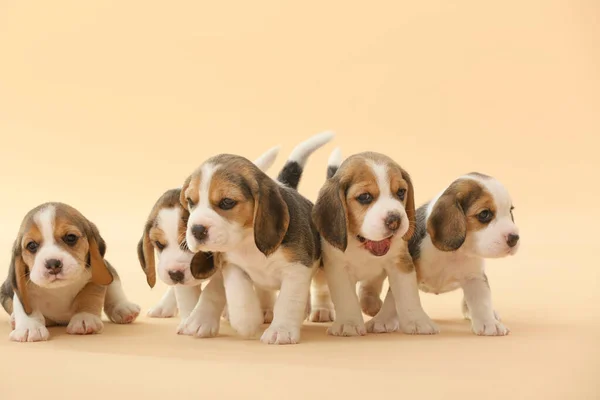 Симпатичные щенки на цветном фоне — стоковое фото