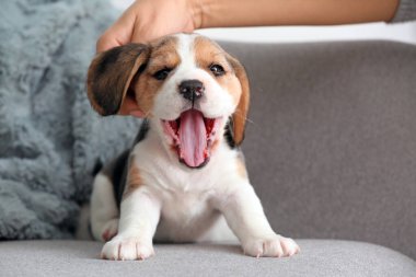 Sahibi evde şirin bir köpek yavrusu okşuyor.