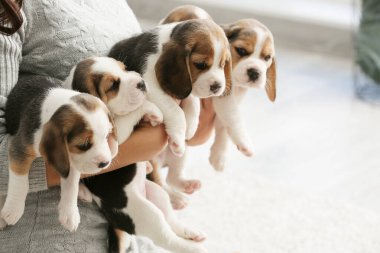 Evinde şirin köpek yavruları olan sahibi.