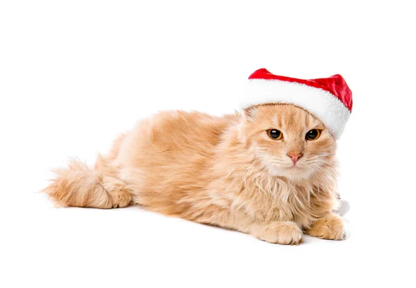 Cute funny cat in Santa hat on white background — Stock Photo, Image