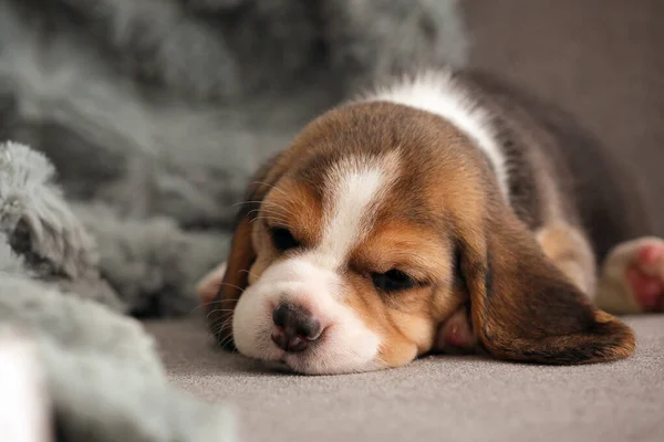 Mignon beagle chiot dormir sur canapé à la maison — Photo