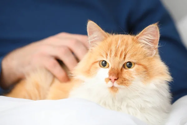 Cute cat with owner in bedroom — Stock Photo, Image